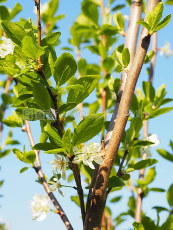 无花果绿枝扦插:掌握技巧,轻松繁殖美味果实