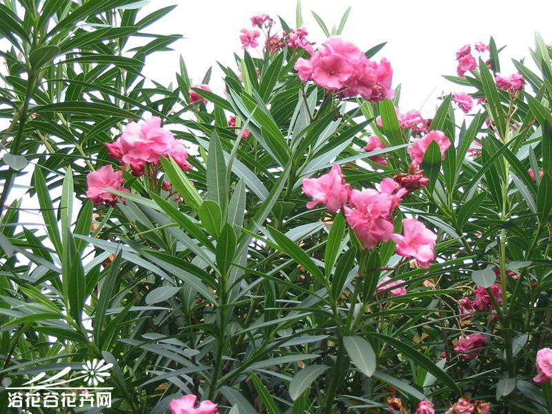 桂花扦插开花:掌握技巧,让你的桂花盛开如画